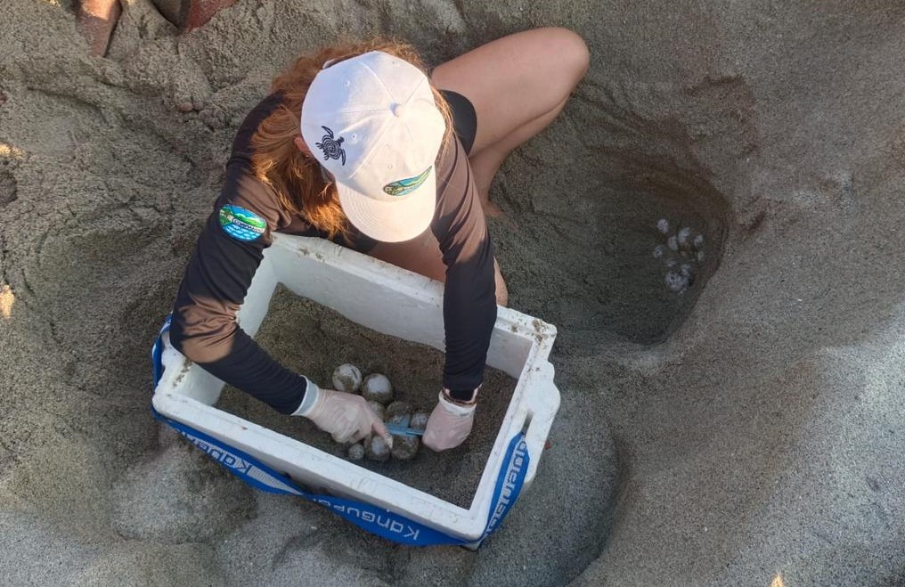 Funcionaria de CORPAMAG recogiendo los huevos anidados en la playa por la tortuga